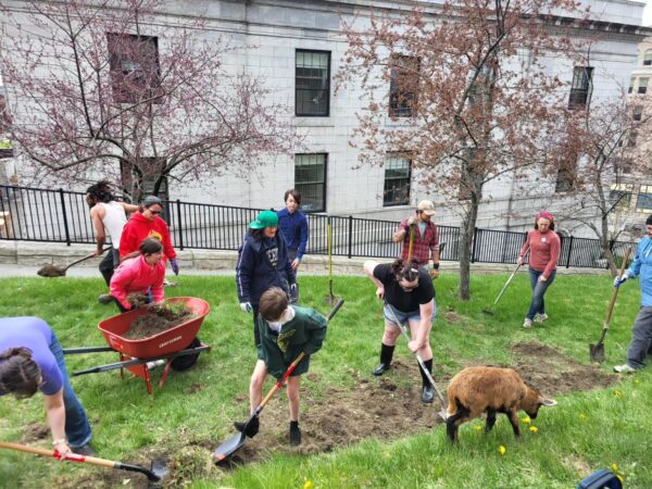 Several people digging with shovels on grass, standing with them is a small goat.